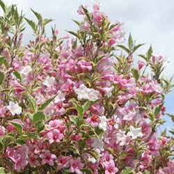 Weigelia, variegated pink
